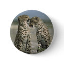 cheetahs buttons