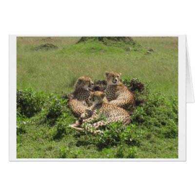 Cheetahs Greeting Cards by daughertybeth