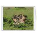 Cheetahs cards
