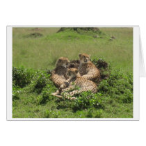 Cheetahs cards