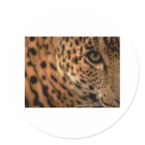 Cheetahs eye stickers by PetsRFouRLife Cheetahs eye stickers