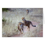 Cheetahs in Namibia Greeting Card Cheetahs in Namibia Greeting Card