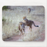Cheetahs in Namibia Mouse Pads Cheetahs in Namibia Mouse Pads