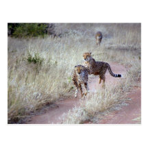Cheetahs in Namibia Post Card