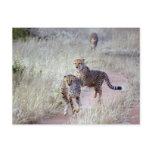 Cheetahs in Namibia Post Cards Cheetahs in Namibia Post Cards