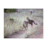 Cheetahs in Namibia Post Card Cheetahs in Namibia Post Card
