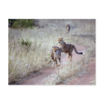 Cheetahs in Namibia postcards