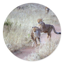 Cheetahs in Namibia Sticker