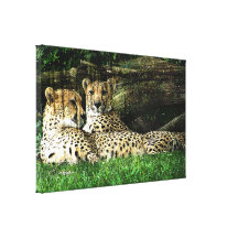 Cheetahs Lounging Grunge Gallery Wrapped Canvas