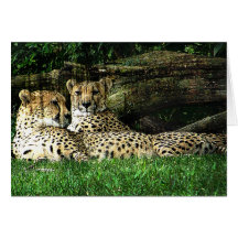 Cheetahs Lounging Grunge Greeting Cards
