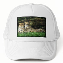 Cheetahs Lounging Grunge Mesh Hat