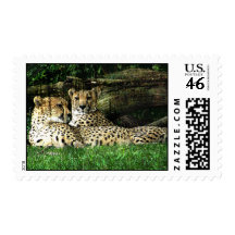 Cheetahs Lounging Grunge Postage Stamp