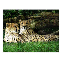 Cheetahs Lounging Grunge Postcard