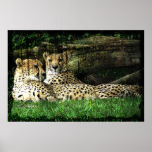 Cheetahs Lounging Grunge Poster