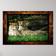 Cheetahs Lounging Grunge Posters
