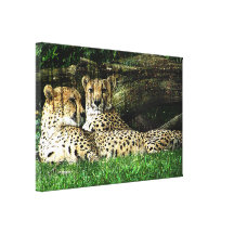 Cheetahs Lounging Grunge Stretched Canvas Print