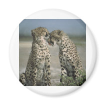cheetahs magnets