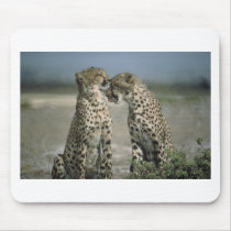 cheetahs mousepads by kathiscc cheetahs mousepads