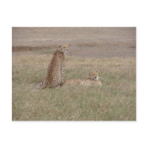 Cheetahs-Ngorongoro Crater postcards
