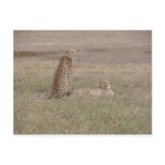 Cheetahs-Ngorongoro Crater Postcards