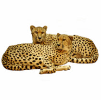 Cheetahs Photo Sculptures