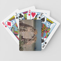 Cheetahs playing cards. playing cards