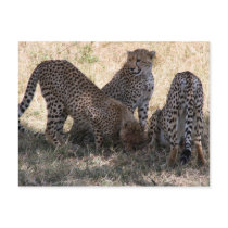 cheetahs post card