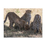 cheetahs post card
