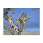 Cheetahs Post Card