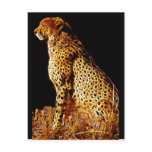 Cheetahs stance postcards