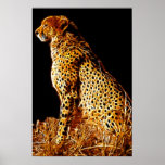 Cheetahs stance posters