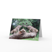 Cheetahs Tails Crossed cards