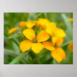 Cheiranthus anaranjado fragante impresiones