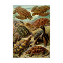 Chelonia Poster posters
