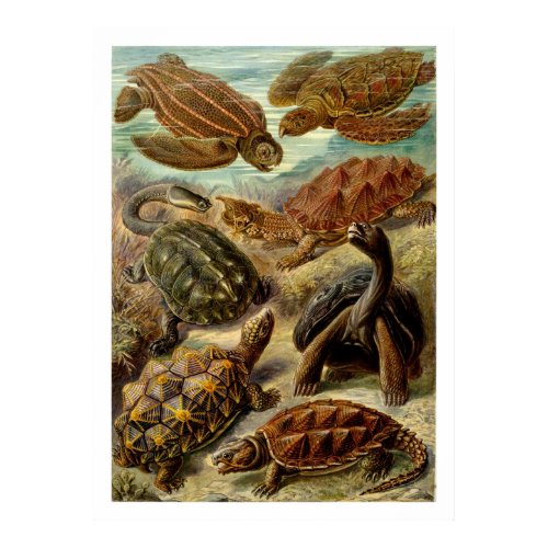 Chelonia Poster print