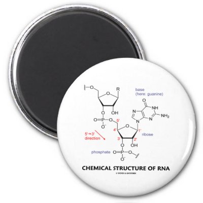 Rna Molecular Structure