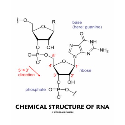Rna Molecular Structure