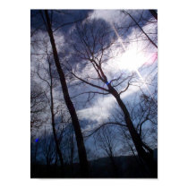 Cherokee Forest posters