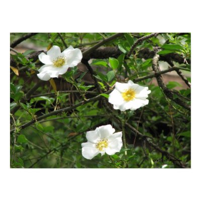 Cherokee Old Climbing Rose Posters by naturegirl7