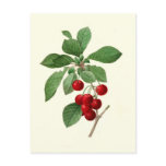 Cherries by Pierre-Joseph Redouté Post Card