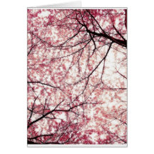 cherry blossom 2 greeting cards