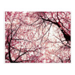 cherry blossom 2 post cards