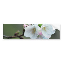 Cherry blossom and meaning bumper stickers
