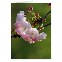 Cherry blossom and meaning greeting card