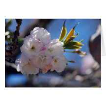 Cherry blossom and meaning greeting card