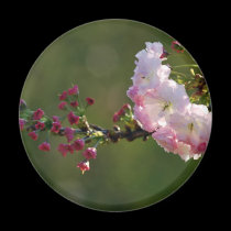 Cherry blossom and meaning magnets