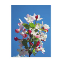 Cherry blossom and meaning post cards