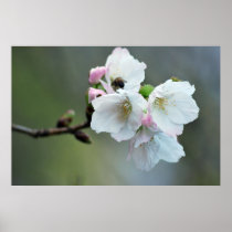 Cherry blossom and meaning poster