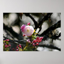 Cherry blossom and meaning print