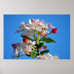 Cherry blossom and meaning print